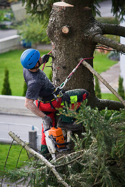 Best Firewood Processing and Delivery  in East Dubuque, IL