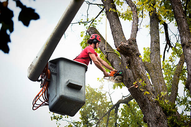 Best Storm Damage Tree Cleanup  in East Dubuque, IL