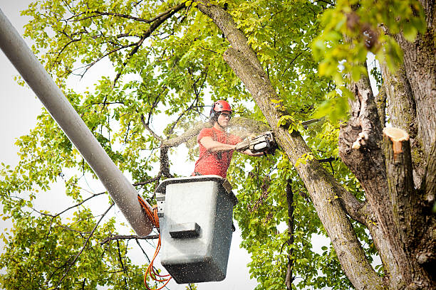 How Our Tree Care Process Works  in  East Dubuque, IL