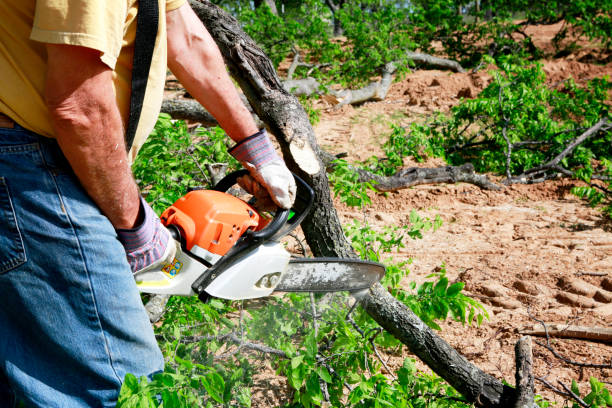 Best Tree Cabling and Bracing  in East Dubuque, IL